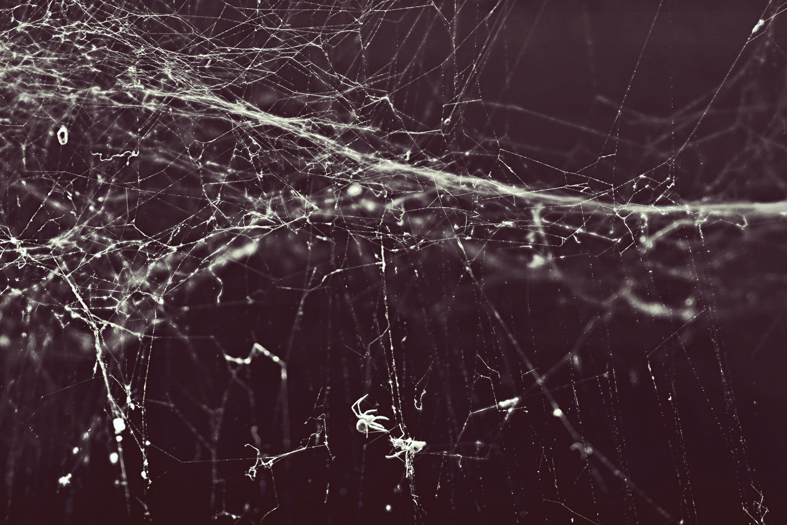 A tangle of fine white threads across a deep red background.