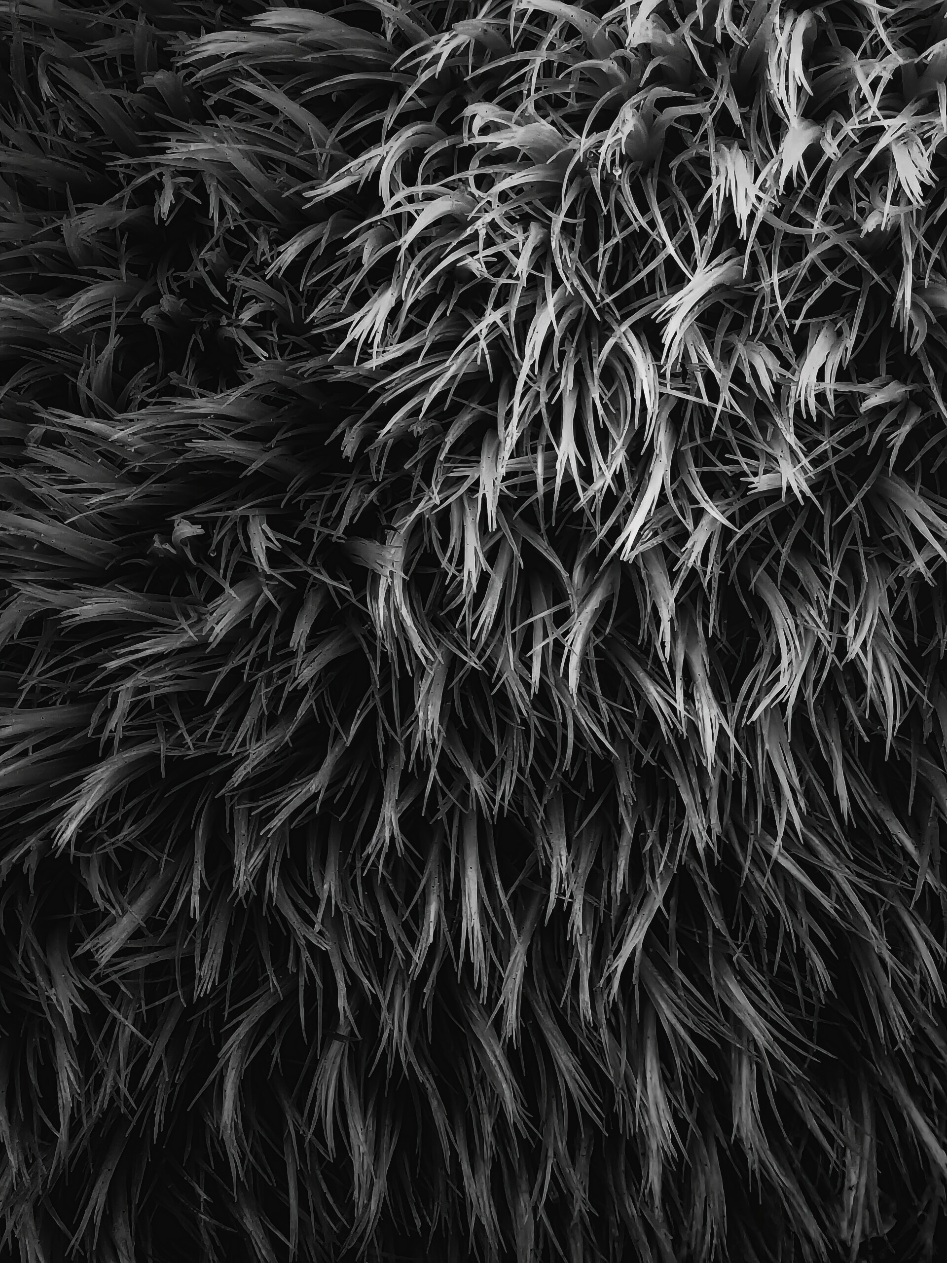 Dense, feathery fronds filling the frame.